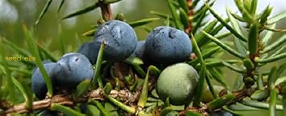 Black Juniper Seeds for Easy Planting