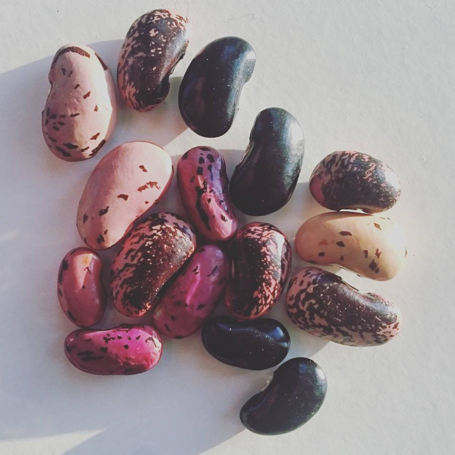 Organic Runner Bean Seeds – Fresh Beans for Cooking and Home Growing