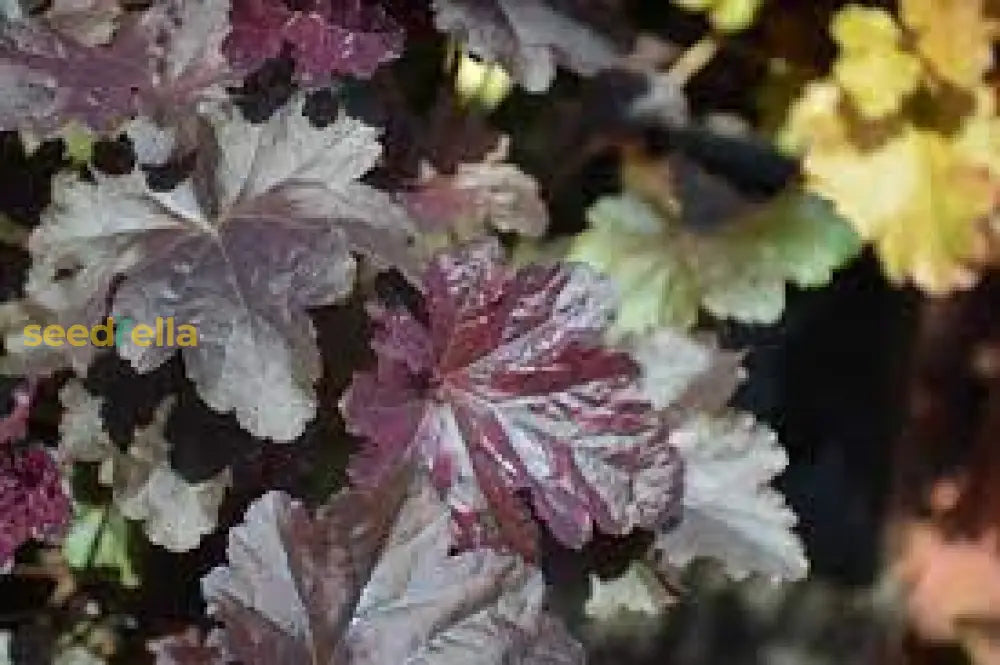 Black Obsidian Plant Seeds For Planting - Perennial Garden Foliage Seeds