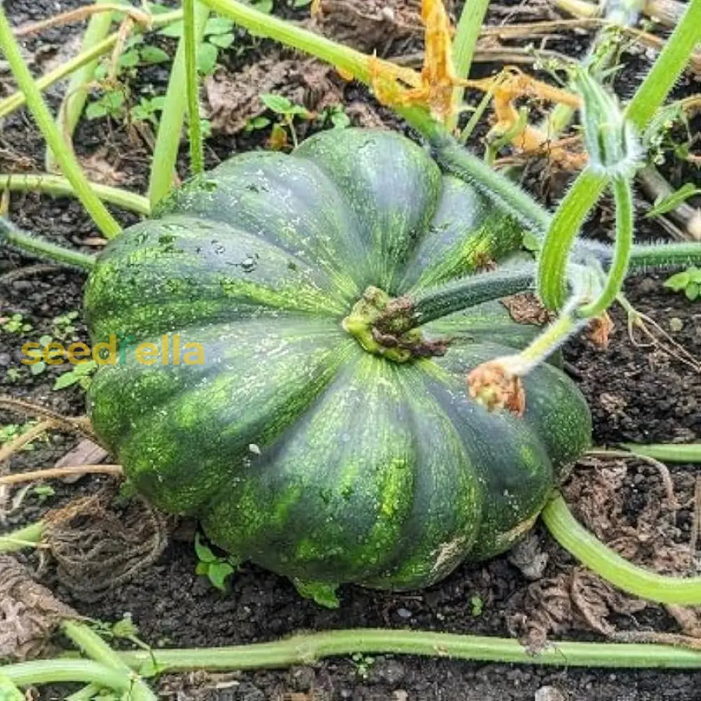 Black Pumpkin Vegetable Seeds | Planting Guide For Healthy Growth Seeds