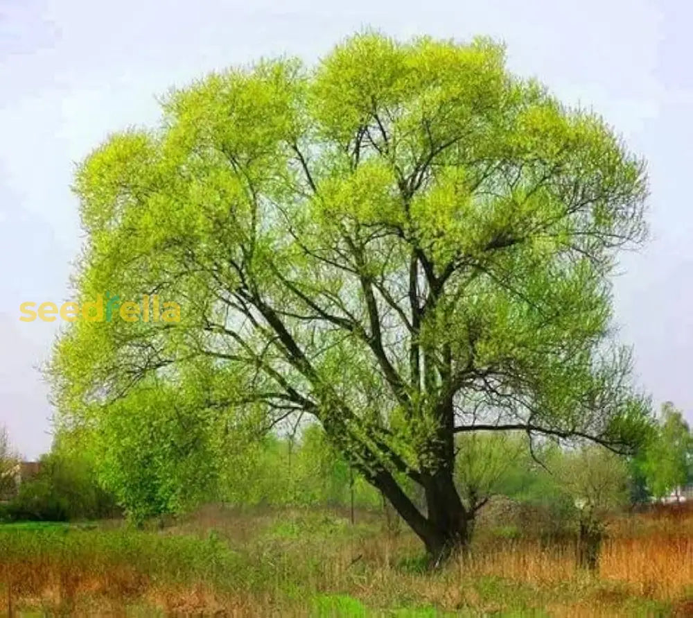 Black Willow Tree Seeds: Ideal For Planting Plant Seeds
