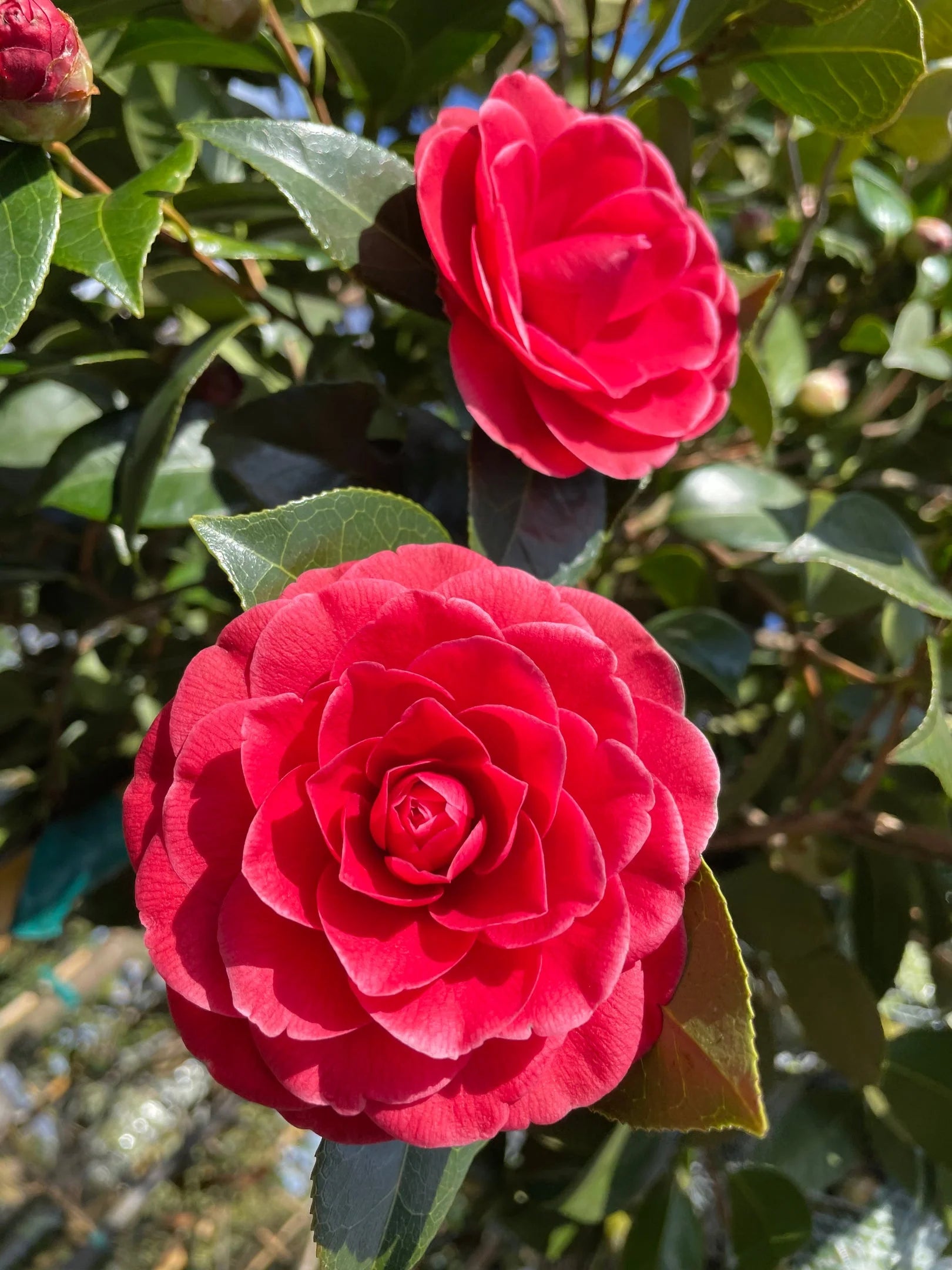 Burgundy Camellia Flower seeds for Planting - Cottage Garden Essential, Heirloom & GMO Free Seeds for Home Garden