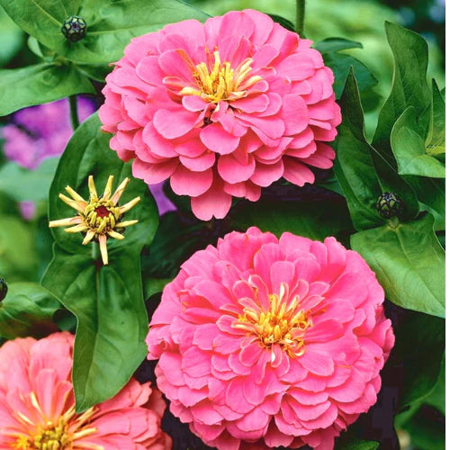 Pink Calendula Flower seeds for Planting - Colorful Display, Heirloom & GMO Free Seeds for Home Garden