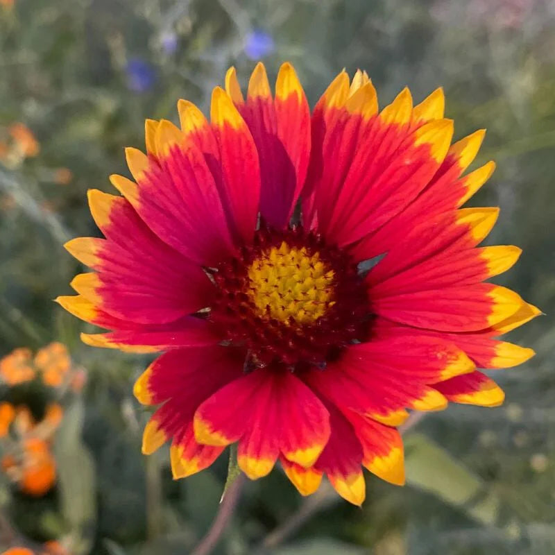 Blanket Flower Gaillardia Seeds for Easy Planting