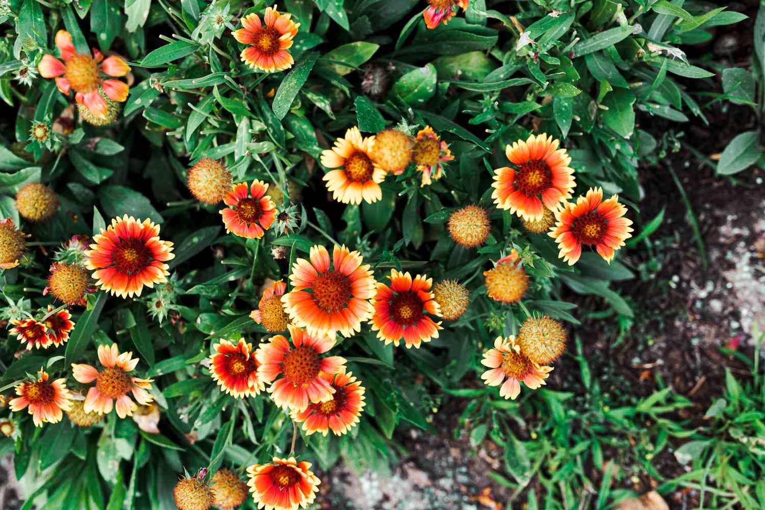 Heirloom Blanket Flower seeds for Planting Premium Quality Heirloom & GMO Free Seeds for Home Garden