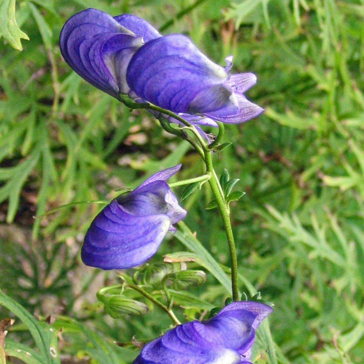 Blauer Eisenhut Flower Seeds for Shaded Garden Areas