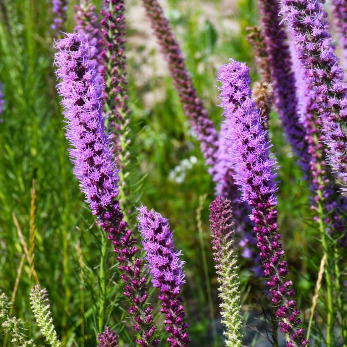 Lavender Liatris Flower seeds blooming in flower beds, containers, borders, and pollinator-friendly gardens