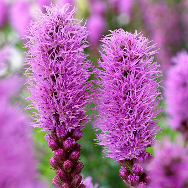 Blazing Flower seeds for Planting Colorful Display Heirloom & GMO Free Seeds for Home Garden