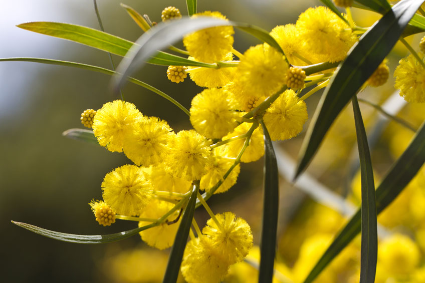 Yellow Wattle Flower seeds for Planting - Fragrant Blossoms, Heirloom & GMO Free Seeds for Home Garden