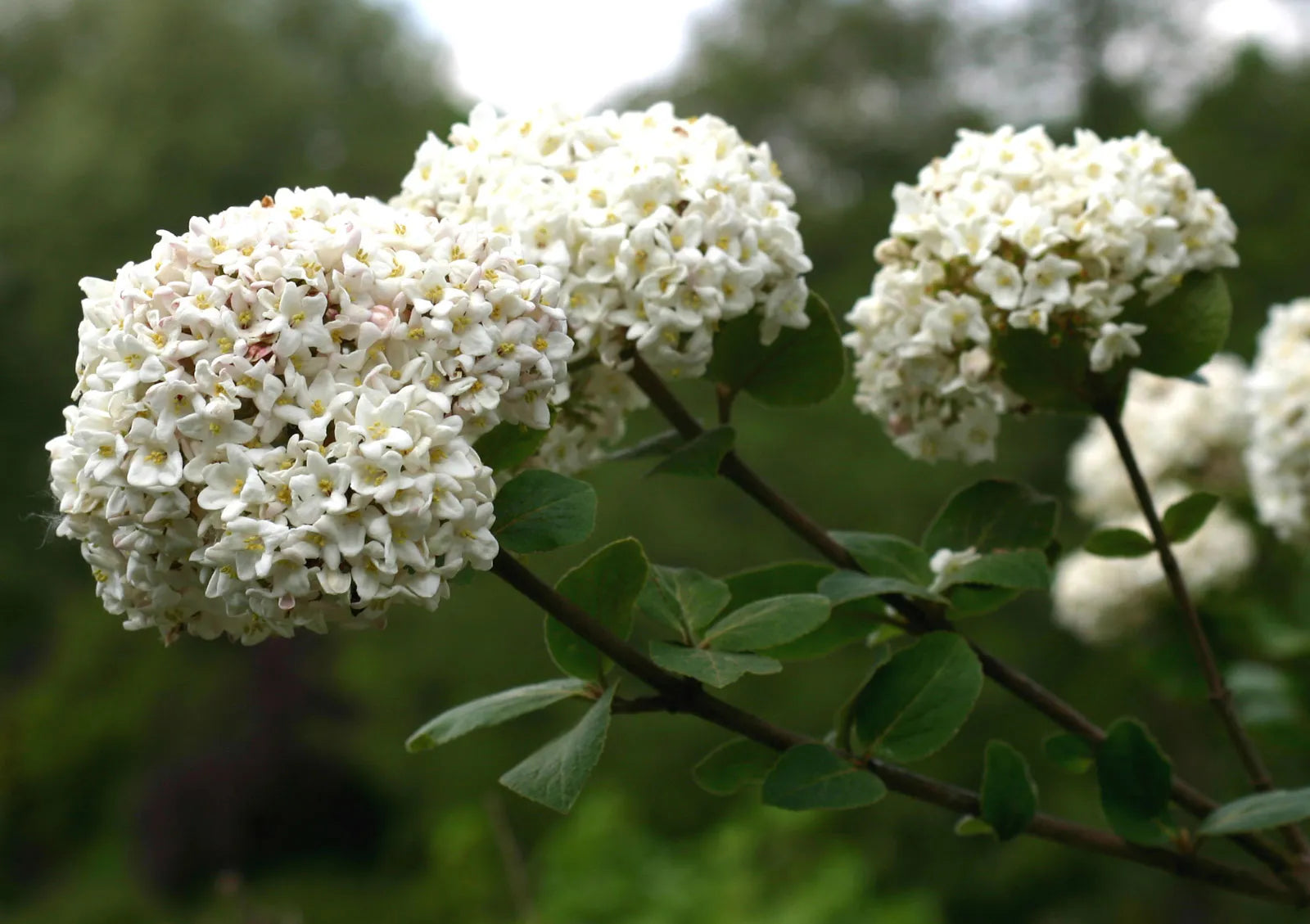 White Arrowwood Flower Seeds for Planting - Easy Growing Garden Seeds - Evergrowseeds