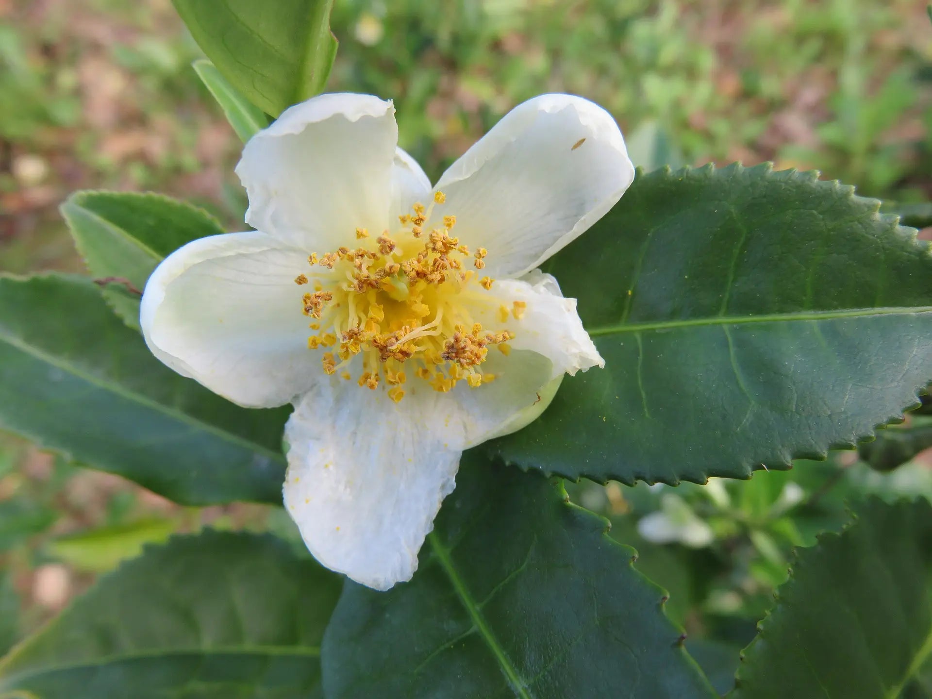 White Camellia Sinensis Flower seeds for Planting - Long Bloom Season, Heirloom & GMO Free Seeds for Home Garden
