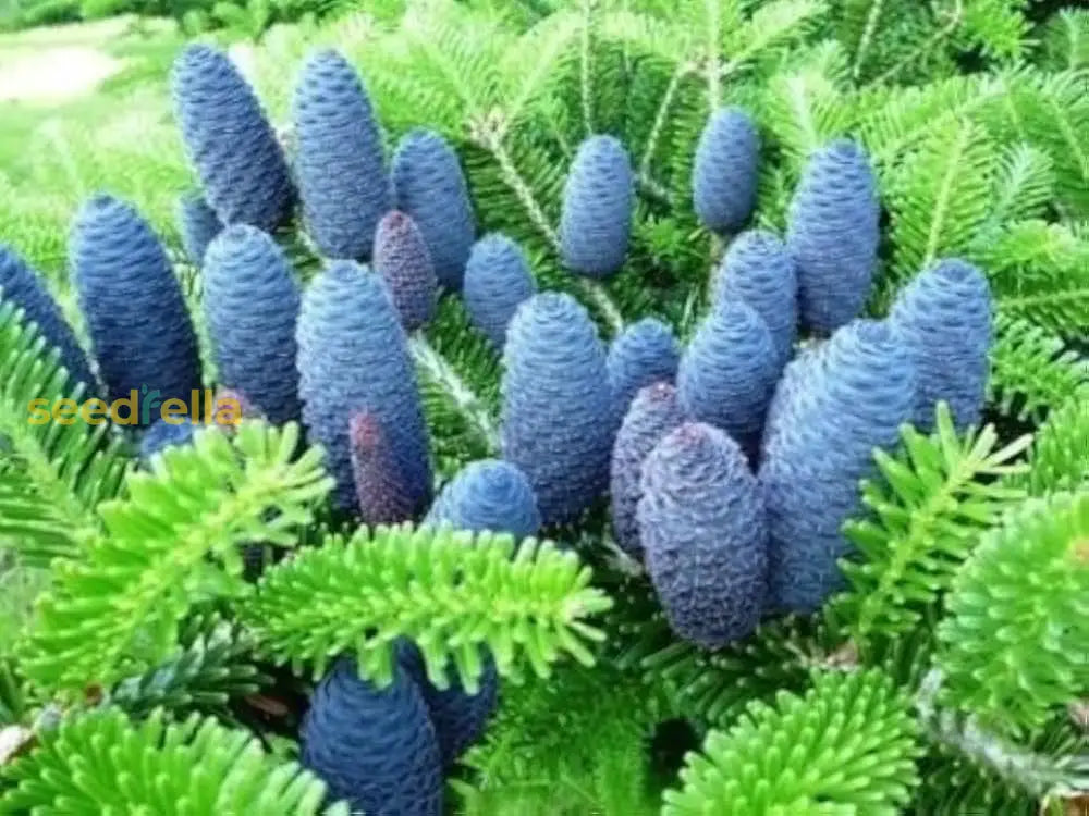 Blue Abies Veitchii Seeds For Planting Plant Seeds