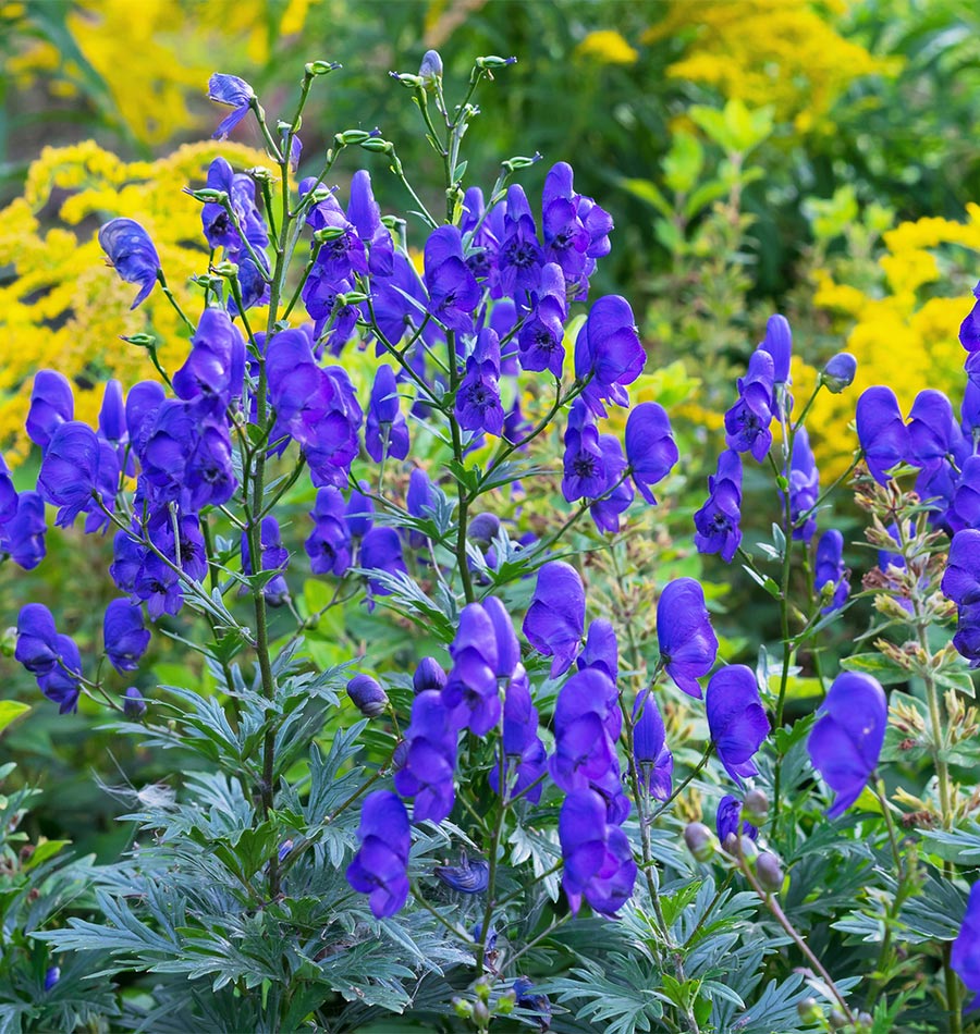 Blue Carmichaelii flower seeds for vibrant garden blooms