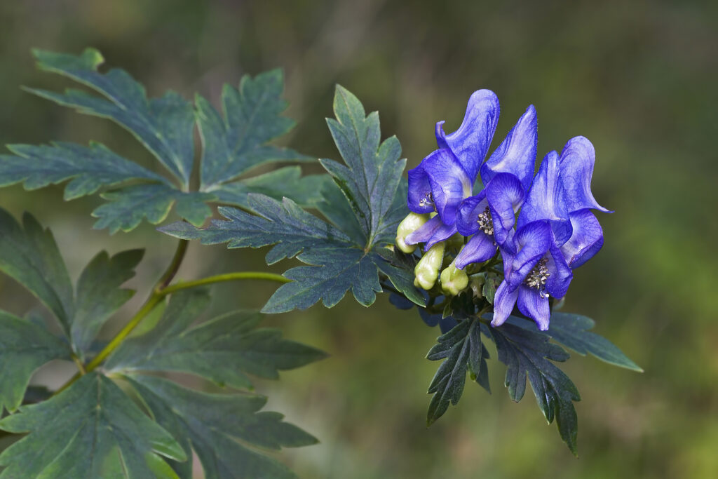Blue Carmichaelii seeds for borders and cottage gardens