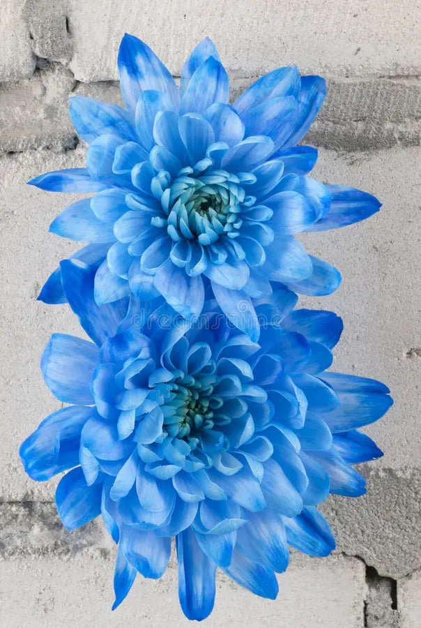 Sky Blue White Chrysanthemum Flower seeds for Planting - Wildflower Mix, Heirloom & GMO Free Seeds for Home Garden