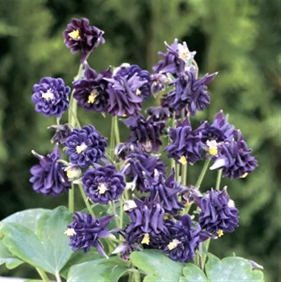 Blue Columbine Flowers in Full Bloom