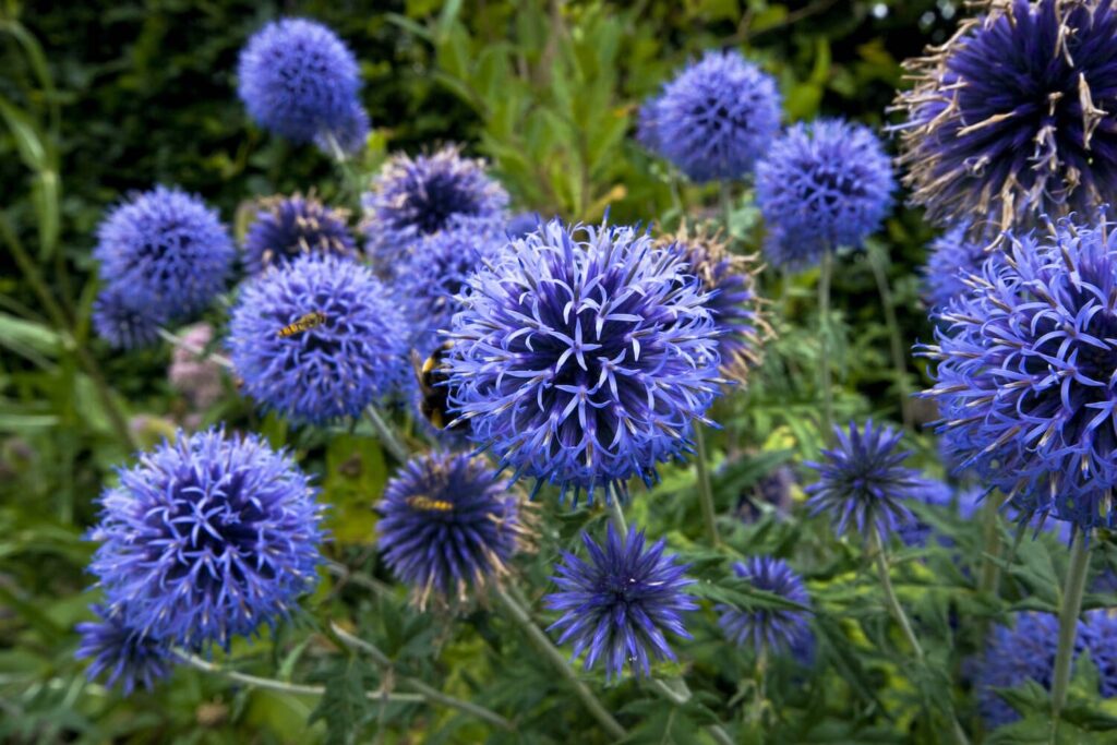 Echinops Flower seeds for Planting Premium Quality Heirloom & GMO Free Seeds for Home Garden
Sale for planting in home garden