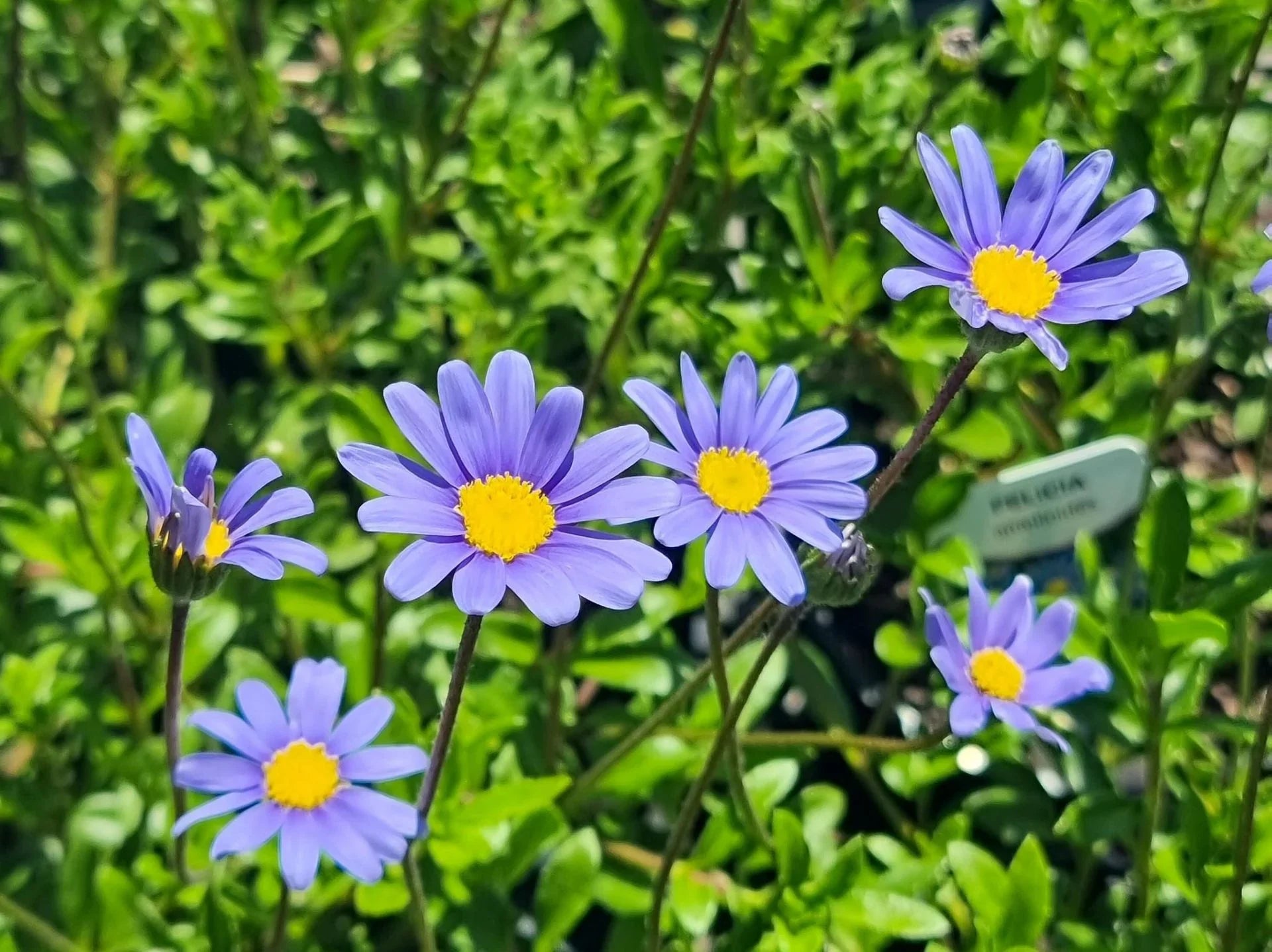 Blue daisy Felicia seeds producing vibrant flowers
