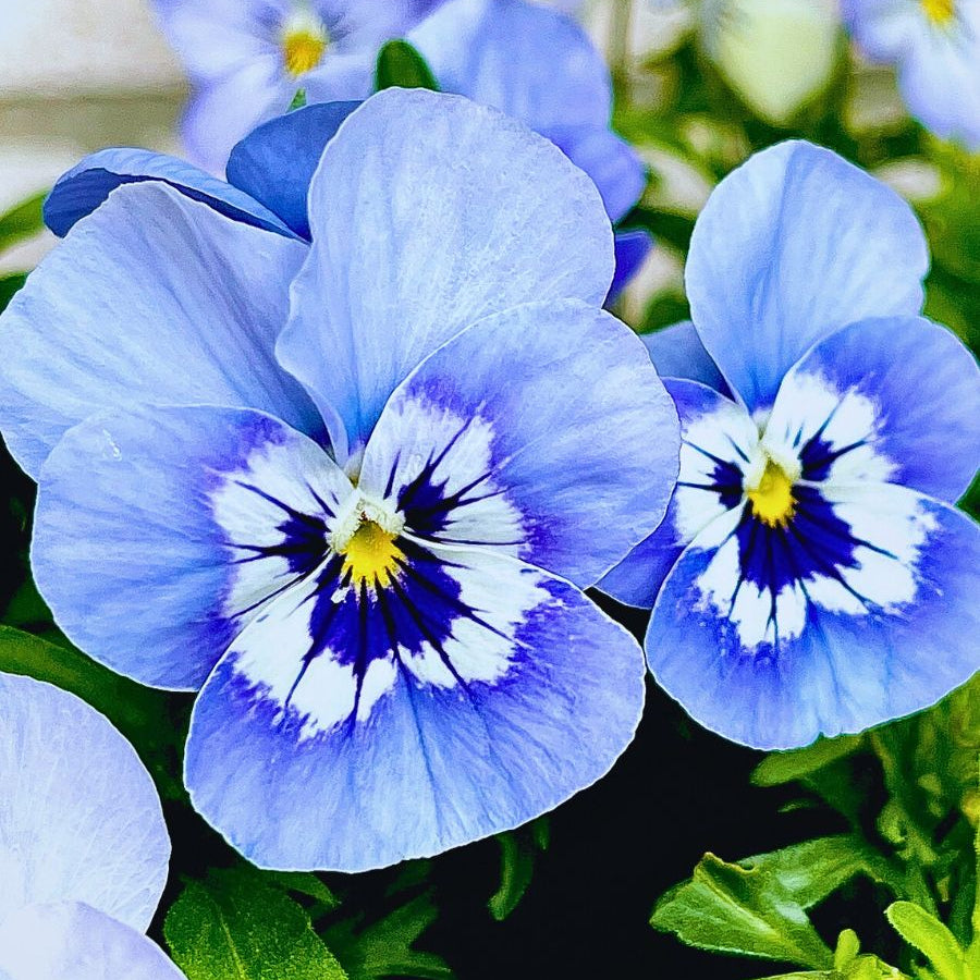 White Blue Pansy Flower Seeds for Planting Shade Tolerant Heirloom & GMO Free Seeds for Home Garden
Sale