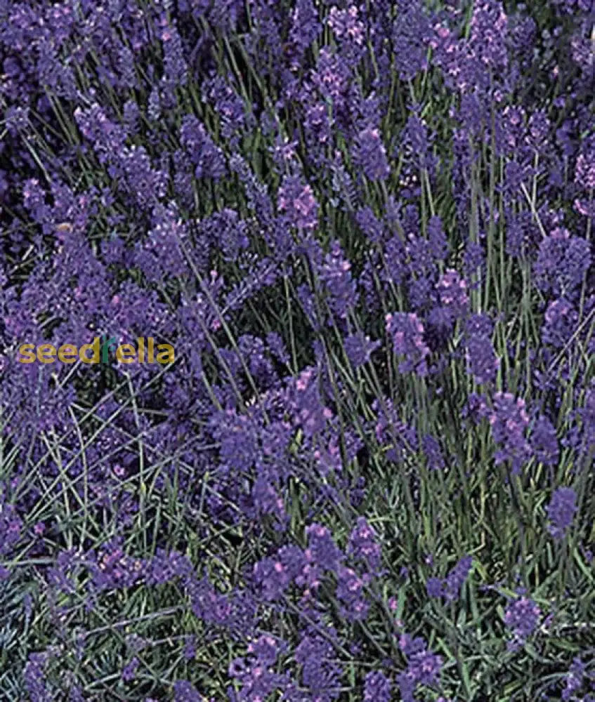 Blue Lavender Munstead Seeds For Planting Flower