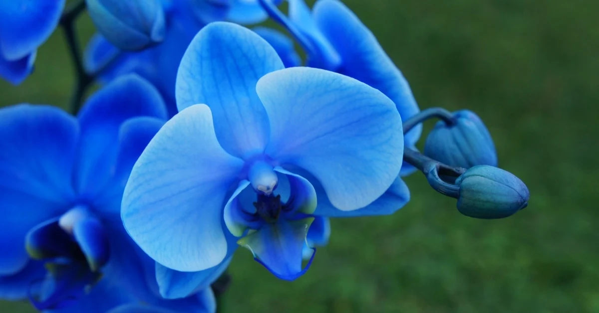 Futaba Blue Butterfly Orchid Flower seeds for Planting - Hardy Variety, Heirloom & GMO Free Seeds for Home Garden