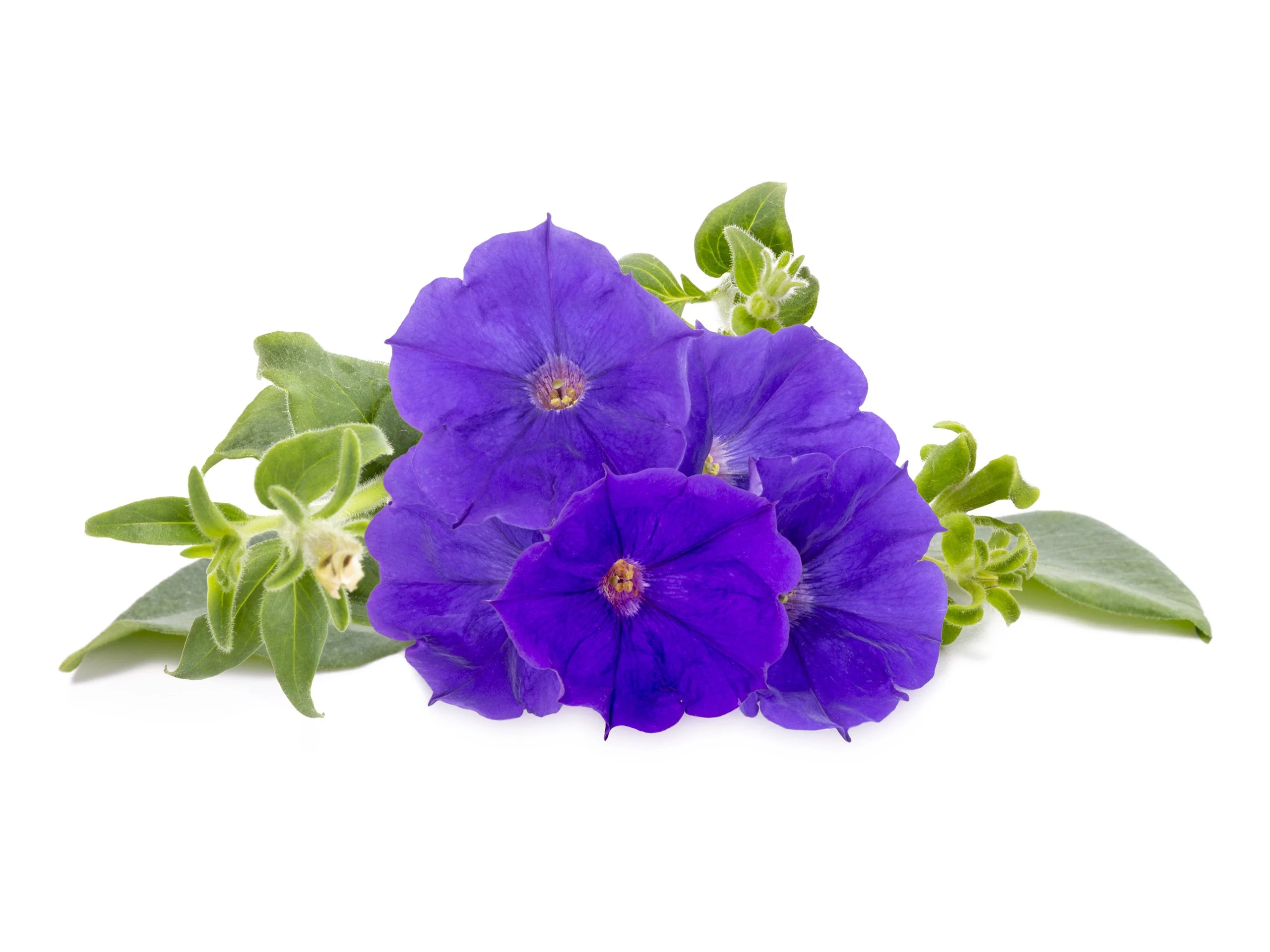 Petunia Blue Phantom Flower Seeds for Planting Annual Flower Seeds for Vibrant Blooms