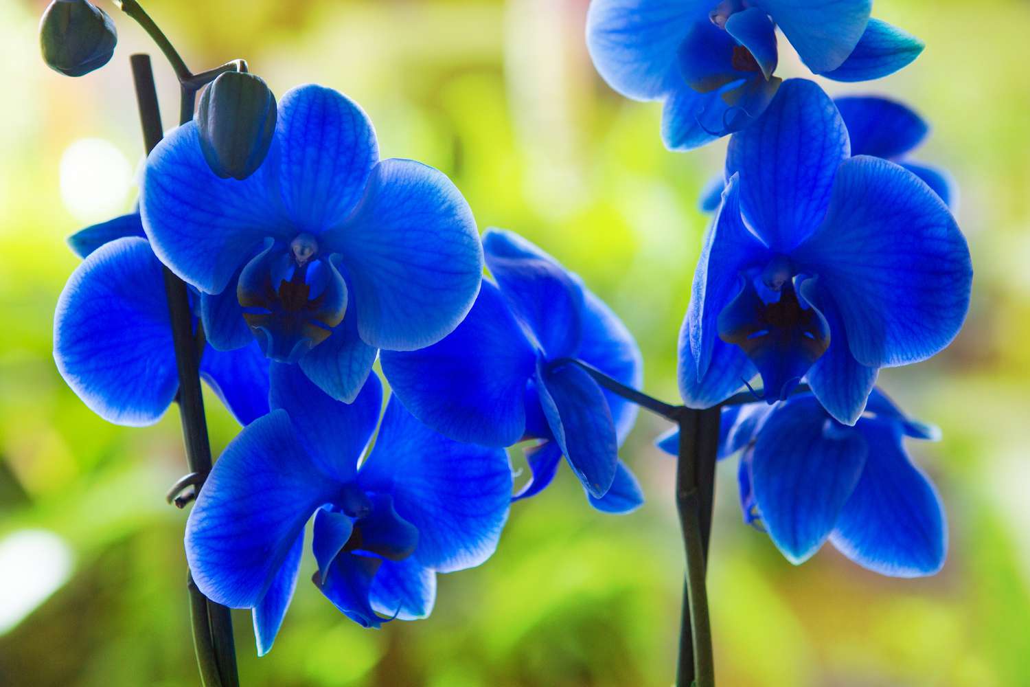 Blue Phalaenopsis Orchid Seeds for Exotic Flower Planting