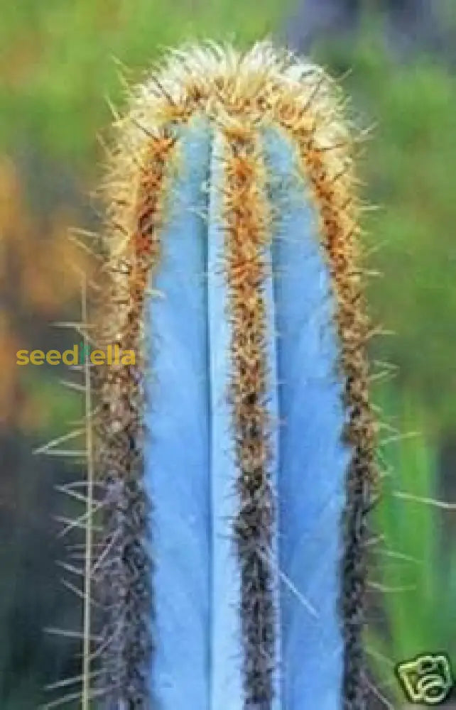 Blue Pilosocereus Purpureus Plant Planting Seeds Seeds
