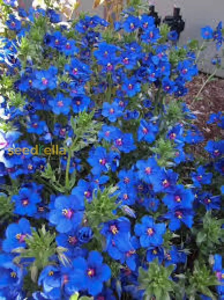 Blue Pimpernel Flower Seeds For Planting Easy To Grow Annual Blooms