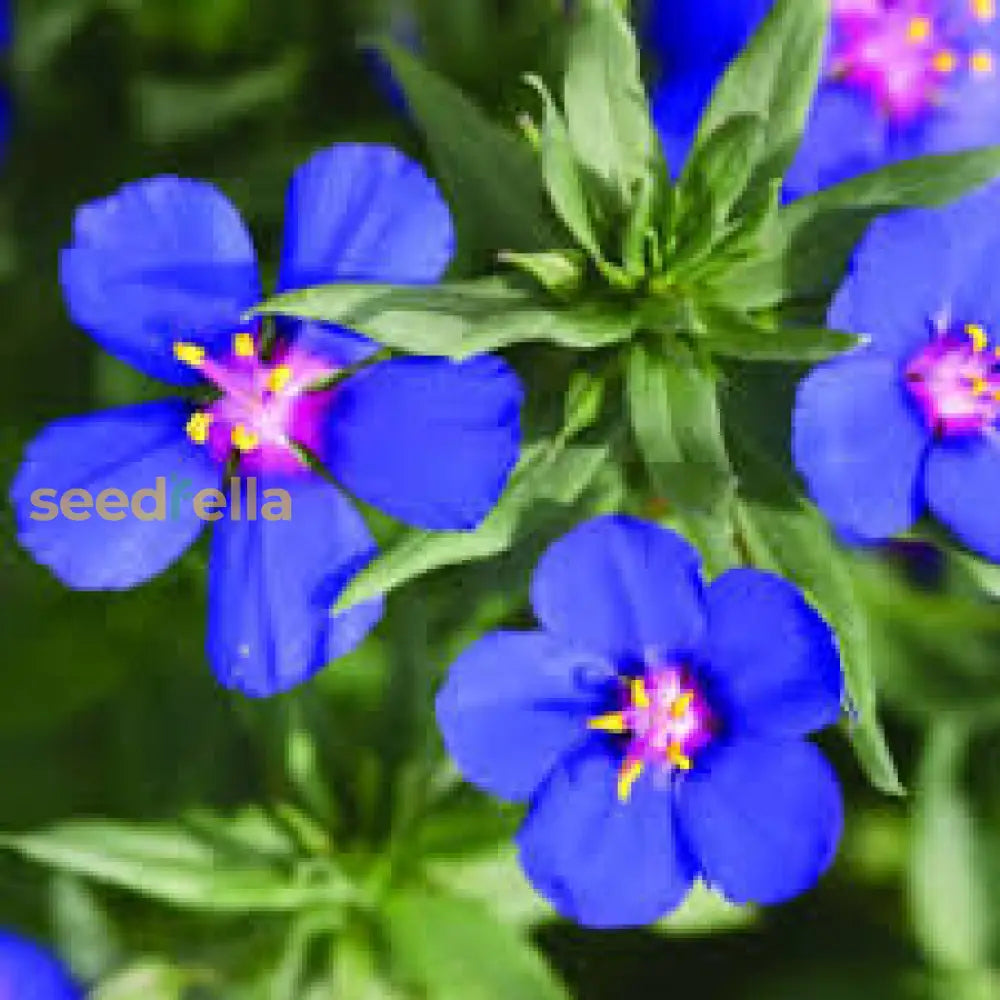 Blue Pimpernel Flower Seeds For Planting Easy To Grow Annual Blooms