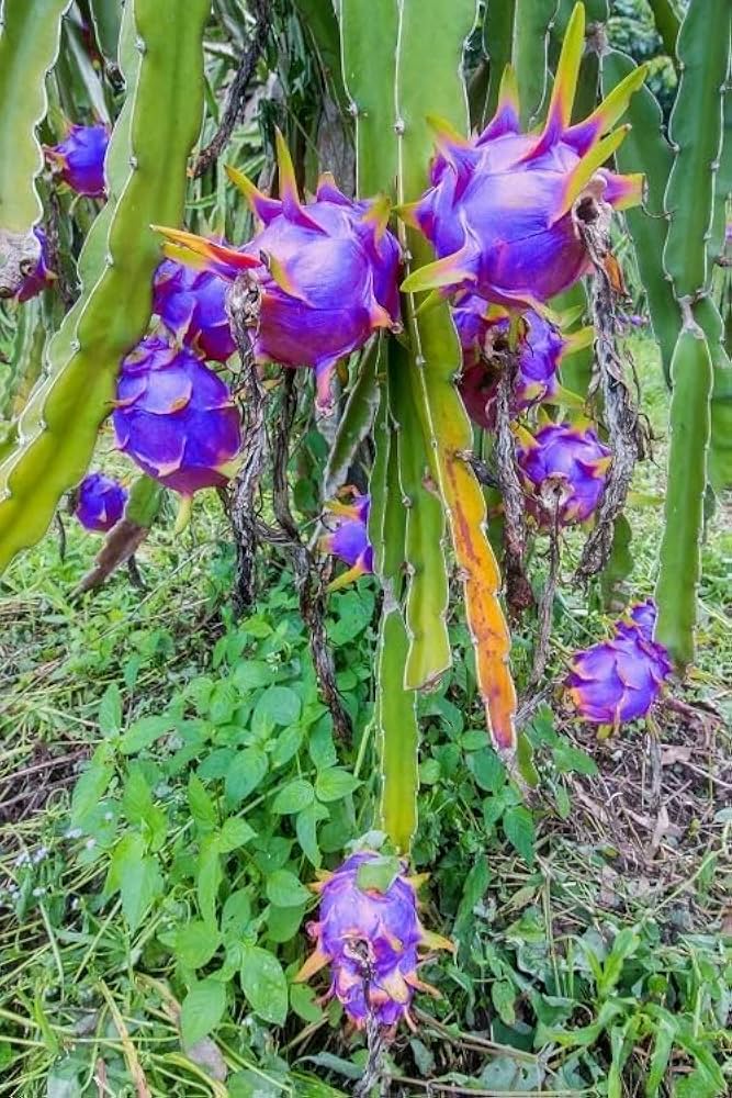Blue Pitaya dragon fruit seeds for planting