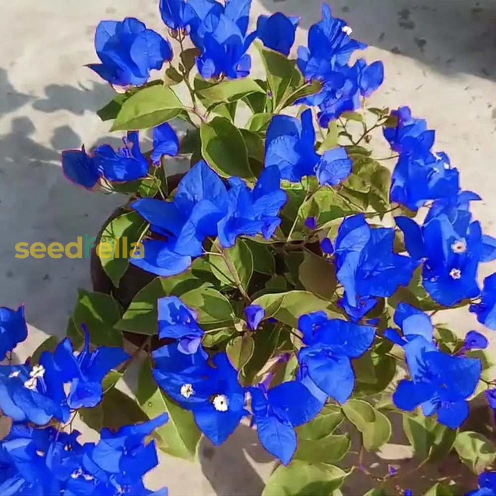 Blue Spectabilis Flower Seeds For Planting Vibrant Blooms Your Garden