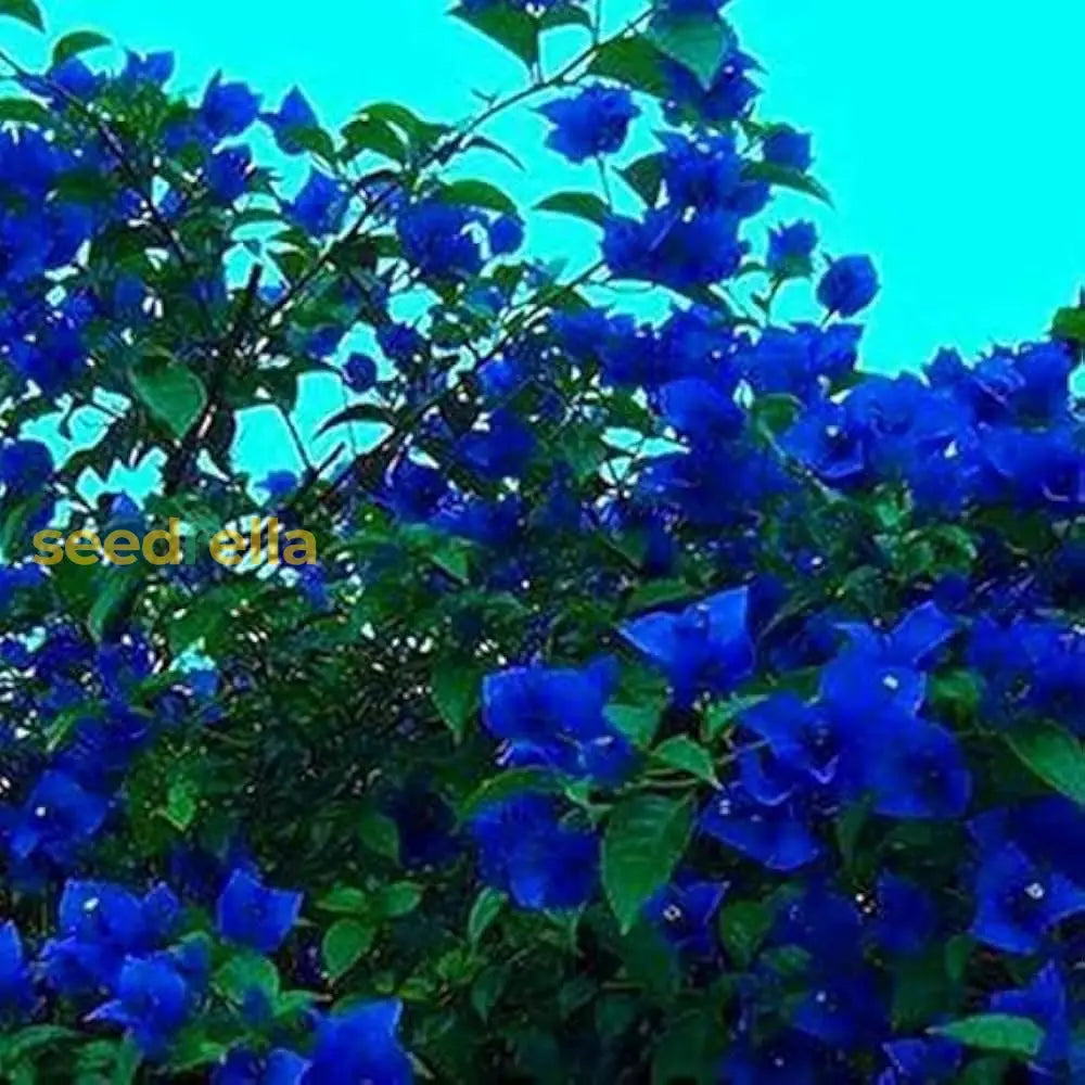 Blue Spectabilis Flower Seeds For Planting Vibrant Blooms Your Garden