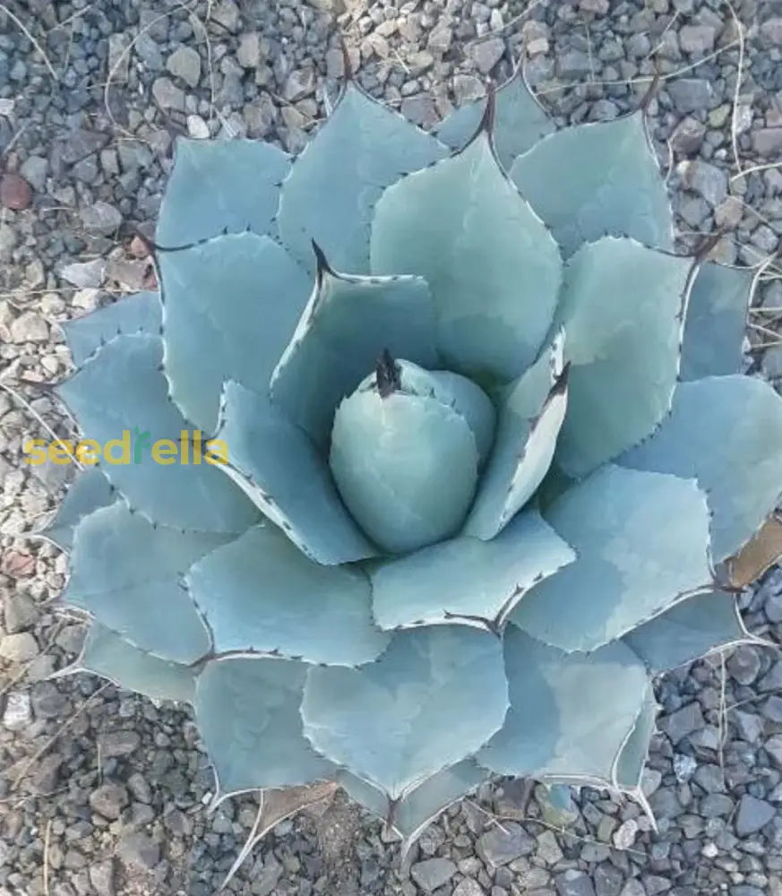 Blue Titanota Plant Seeds For Planting Seeds