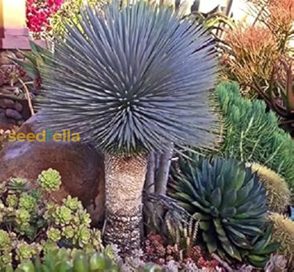 Blue Yucca Rostrata Seeds For Planting | Striking Drought-Tolerant Landscape Plant Seeds