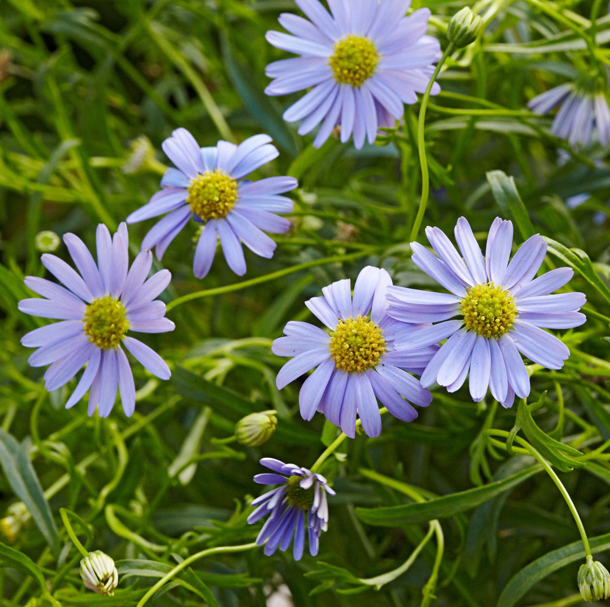Heirloom Swan River Daisy Flower seeds blooming in flower beds, containers, borders, and pollinator-friendly gardens