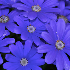 Blue-Eyed Daisy Seeds – Organic Non-GMO Blue Ornamental Garden Flower