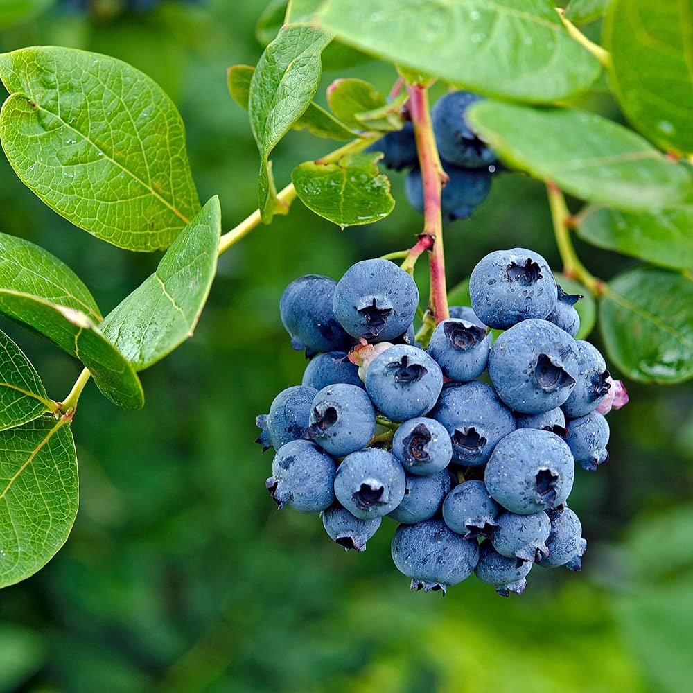 Blueberry seed mix combining highbush and lowbush varieties for home gardens