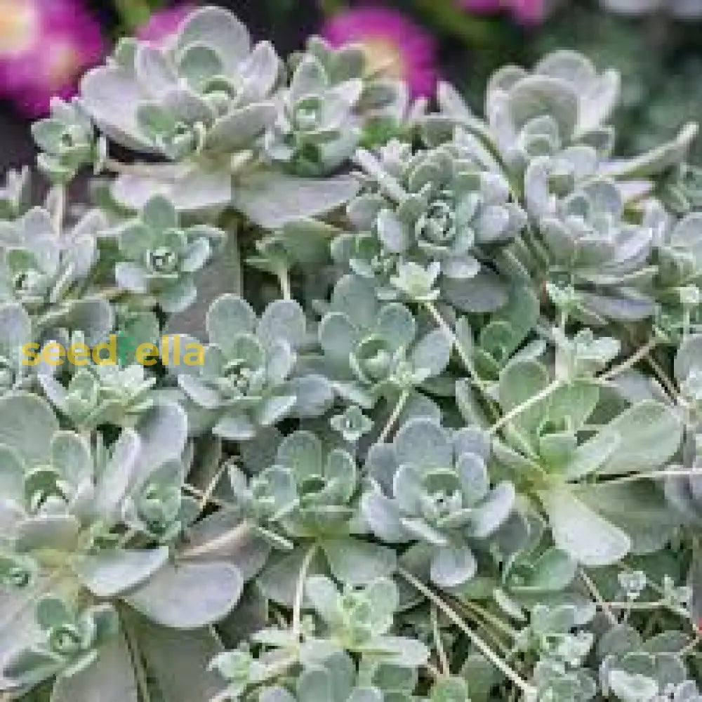 Boehmeri Seeds For Planting Vibrant Foliage Your Garden Plant Seeds
