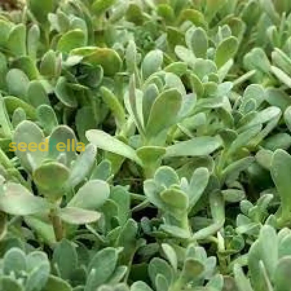 Boehmeri Seeds For Planting Vibrant Foliage Your Garden Plant Seeds