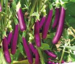 Millionaire Purple Eggplant Seeds for Planting Grow Delicious Eggplants in Your Garden