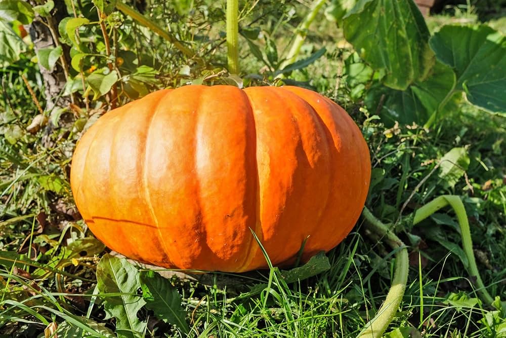 Bonsai pumpkin seeds suitable for container and patio gardening