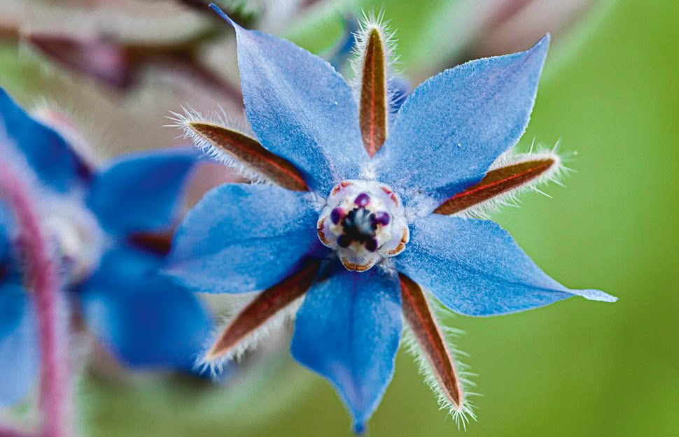 Borage seeds for beds, borders, and containers