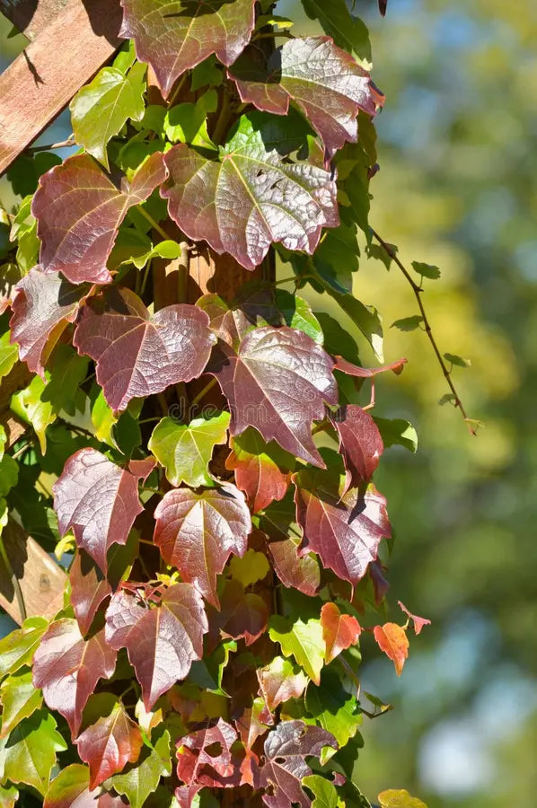 Multi-Colored Boston Ivy Flower seeds for Planting - Hardy Variety, Heirloom & GMO Free Seeds for Home Garden