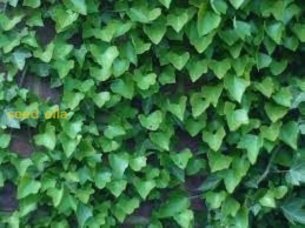 Boston Ivy Seeds For Planting Lush Green Foliage Your Garden Plant Seeds