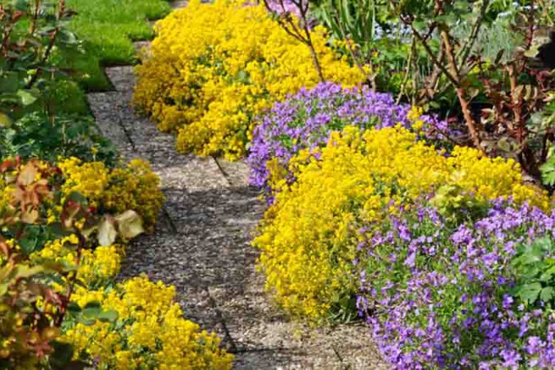 Yellow Aubrieta Flower Seeds for Planting Drought Tolerant Heirloom & GMO Free Seeds for Home Garden
Sale