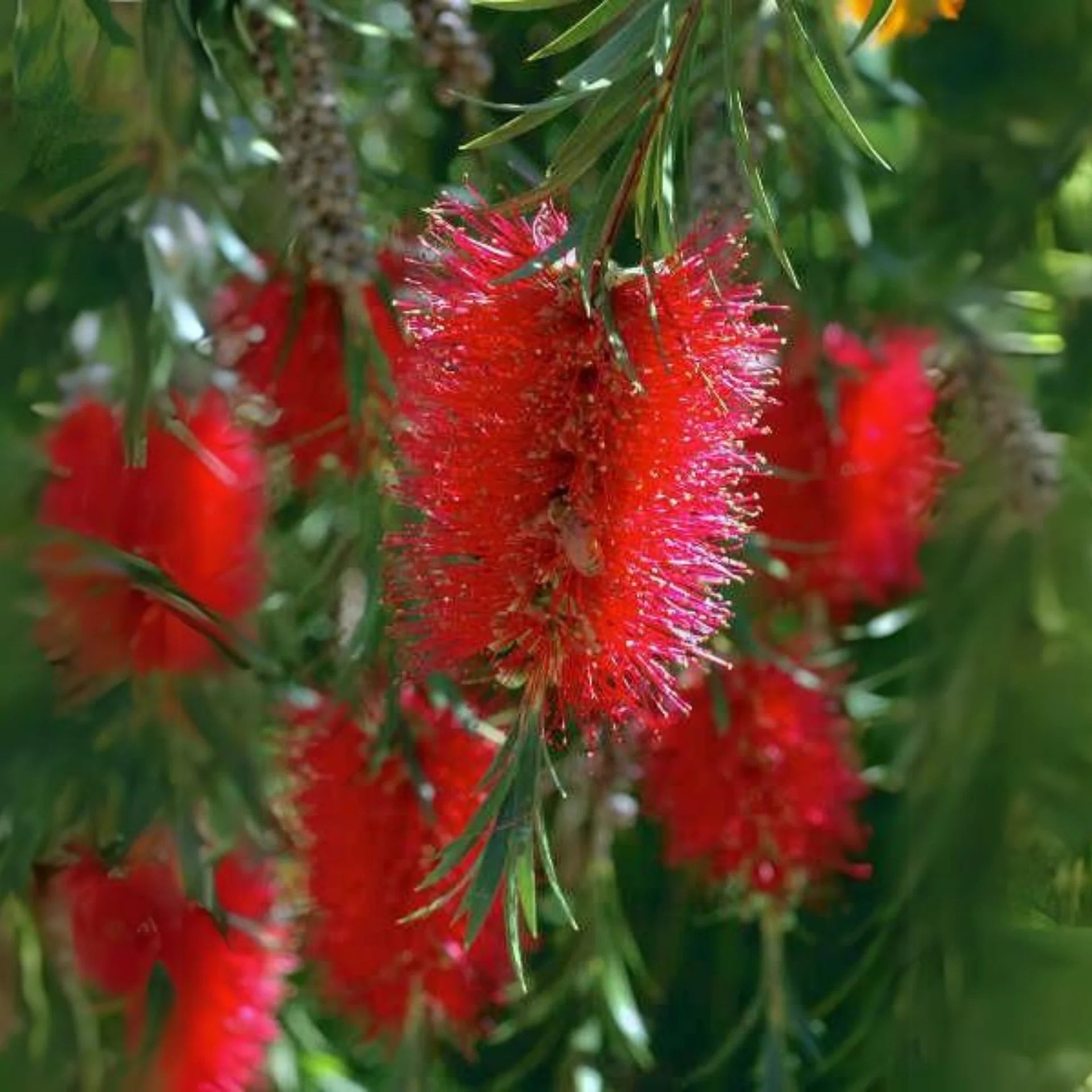 Pink Melaleuca Flower seeds for Planting - Fragrant Blossoms, Heirloom & GMO Free Seeds for Home Garden