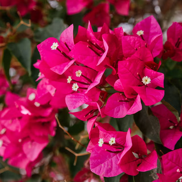 Bougainvillea flower seeds for planting bright colorful blooms