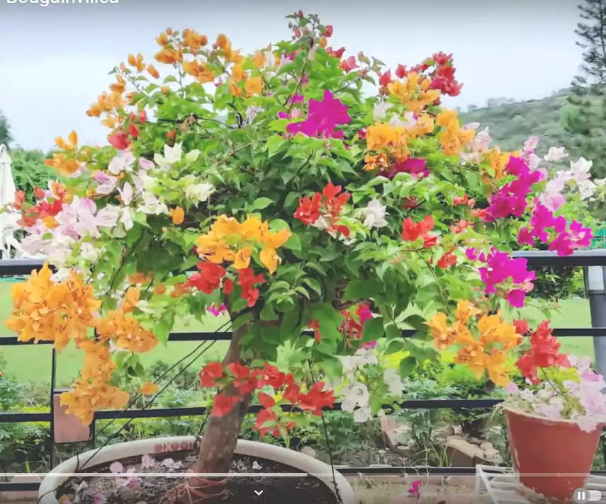 MultiColour Bougainvillea Flower Seeds for Planting Cottage Garden Essential Heirloom & GMO Free Seeds for Home Garden
Sale