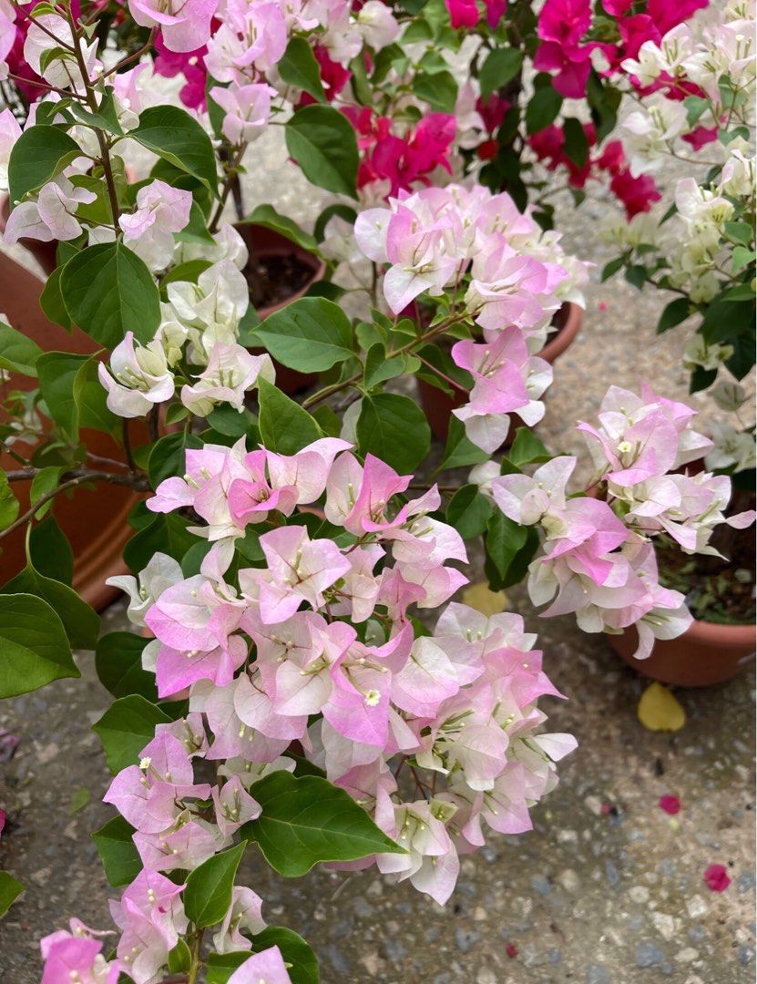 Baby Pink Bougainvillea Flower seeds for Planting - Perfect for Borders, Heirloom & GMO Free Seeds for Home Garden